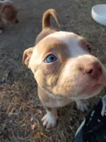 Cinnamon , a male American Pit Bull Terrier for sale in Aurora, CO – 8 of 10