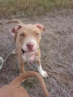 Gigi , a female American Bully and American Pit Bull Terrier for sale in Aurora, CO – 10 of 10
