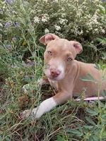 Gigi , a female American Bully and American Pit Bull Terrier for sale in Aurora, CO – 3 of 10