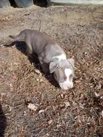 Buddy , a male American Pit Bull Terrier for sale in Aurora, CO – Photo 2 of 6