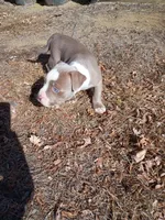 Buddy , a male American Pit Bull Terrier for sale in Aurora, CO – Photo 6 of 6