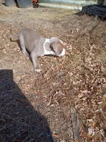 Buddy , a male American Pit Bull Terrier for sale in Aurora, CO – Photo 4 of 6