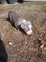 Buddy , a male American Pit Bull Terrier for sale in Aurora, CO – Photo 5 of 6