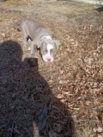 Buddy , a male American Pit Bull Terrier for sale in Aurora, CO – Photo 1 of 6