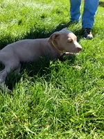 Pearl , a female American Bully and American Pit Bull Terrier for sale in Aurora, CO – 6 of 8