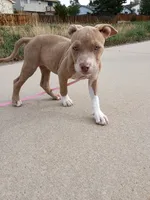 Gigi , a female American Bully and American Pit Bull Terrier for sale in Aurora, CO – 9 of 10