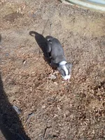Princess , a female American Pit Bull Terrier for sale in Aurora, CO – Photo 3 of 5