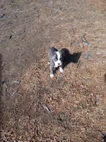 Princess , a female American Pit Bull Terrier for sale in Aurora, CO – Photo 5 of 5