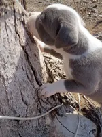 Princess , a female American Pit Bull Terrier for sale in Aurora, CO – Photo 2 of 5