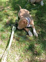 Cinnamon , a female American Bully and American Pit Bull Terrier for sale in Aurora, CO – 3 of 6