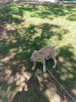 Pearl , a female American Bully and American Pit Bull Terrier for sale in Aurora, CO – 8 of 8