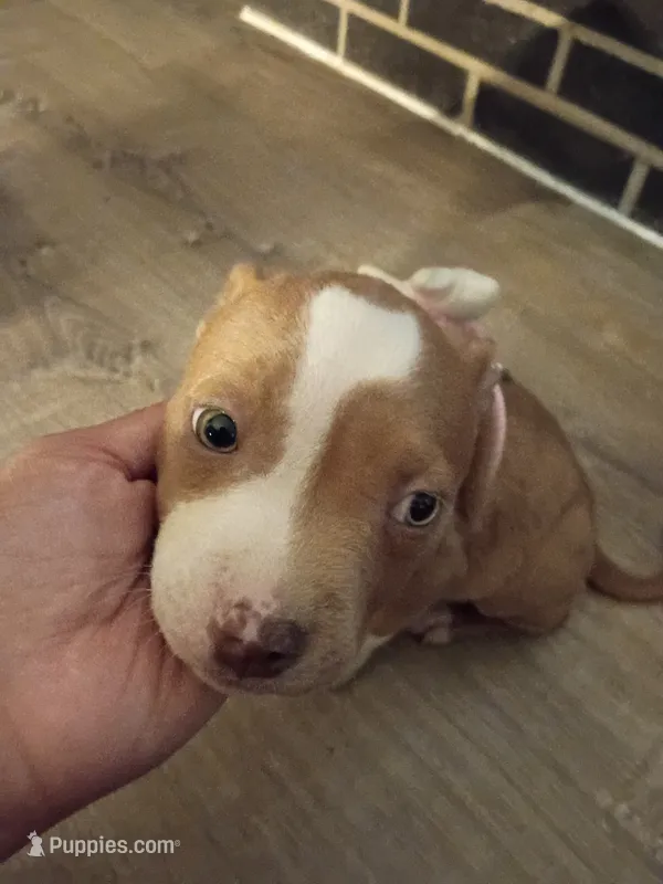Willow  – American Bully, American Pit Bull Terrier puppy for sale in Aurora, CO
