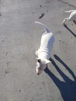 Buddy , a male Bull Terrier for sale in Aurora, CO – Photo 2 of 2