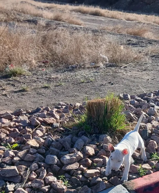 Buddy  – Bull Terrier puppy for sale in Aurora, CO