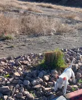 Buddy , a male Bull Terrier for sale in Aurora, CO – Photo 1 of 2