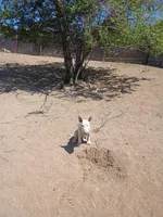 Buddy , a male Bull Terrier for sale in Aurora, CO – Photo 1 of 3