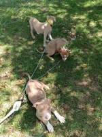 Cinnamon , a female American Bully and American Pit Bull Terrier for sale in Aurora, CO – 5 of 6