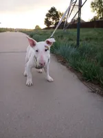 Cimy, a female Bull Terrier for sale in Aurora, CO – 4 of 10
