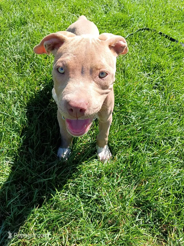 Cinnamon  – American Bully, American Pit Bull Terrier puppy for sale in Aurora, CO