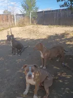 Waffles , a male American Bully and American Pit Bull Terrier for sale in Aurora, CO – 3 of 4