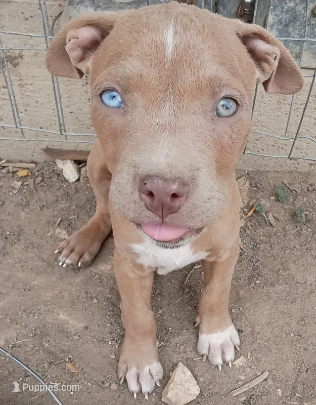 Izzy – American Bully, American Pit Bull Terrier puppy for sale in Aurora, CO