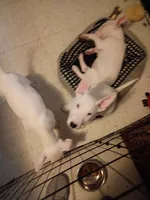 processed/84817176-75b6-44cd-b52b-fee942a96088/listing/7269d62b-ea62-40a3-8dcc-b120d6f7aeef/4e9fa89f-e1b4-403b-acc4-085e8eaa48ea