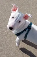 processed/84817176-75b6-44cd-b52b-fee942a96088/listing/7269d62b-ea62-40a3-8dcc-b120d6f7aeef/4f12b102-239b-4753-8bd7-0190706c9128