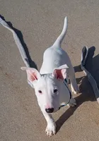 processed/84817176-75b6-44cd-b52b-fee942a96088/listing/7269d62b-ea62-40a3-8dcc-b120d6f7aeef/7170a26a-f2e3-4790-83e3-f7cb80bf98b5