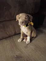 Pearl , a female American Bully and American Pit Bull Terrier for sale in Aurora, CO – 1 of 5