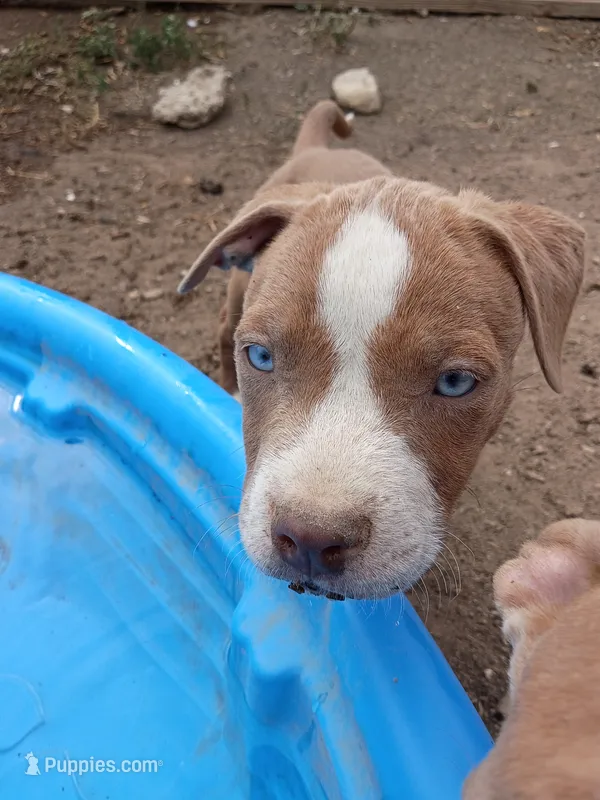 Cleo  – American Bully, American Pit Bull Terrier puppy for sale in Aurora, CO