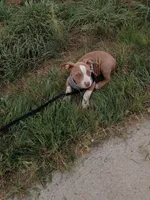 Mia, a female American Bully and American Pit Bull Terrier for sale in Aurora, CO – 2 of 3