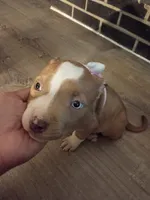 Willow , a female American Bully and American Pit Bull Terrier for sale in Aurora, CO – 5 of 6