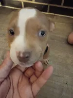 Willow , a female American Bully and American Pit Bull Terrier for sale in Aurora, CO – 3 of 6