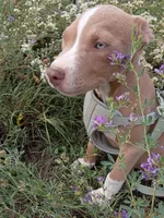 Zeus , a male American Bully and American Pit Bull Terrier for sale in Aurora, CO – 5 of 10