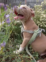 Zeus , a male American Bully and American Pit Bull Terrier for sale in Aurora, CO – 7 of 10