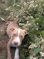 Zeus , a male American Bully and American Pit Bull Terrier for sale in Aurora, CO – 8 of 10