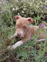 Gigi , a female American Bully and American Pit Bull Terrier for sale in Aurora, CO – 2 of 10