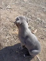 Doc, a male American Pit Bull Terrier for sale in Aurora, CO – Photo 2 of 2