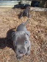 Doc, a male American Pit Bull Terrier for sale in Aurora, CO – Photo 1 of 2