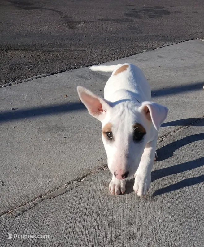 Canela – Bull Terrier puppy for sale in Aurora, CO