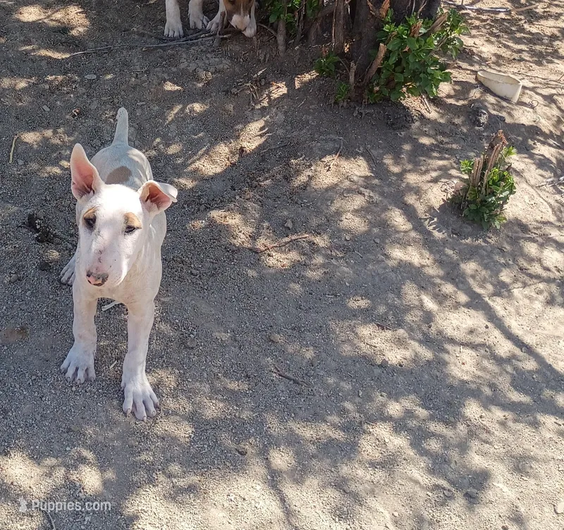 Canela – Bull Terrier puppy for sale in Aurora, CO