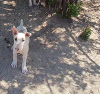 Canela, a female Bull Terrier for sale in Aurora, CO – Photo 1 of 2