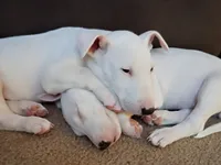 processed/84817176-75b6-44cd-b52b-fee942a96088/listing/99287ece-29bc-43a1-9024-0a969ad66629/3e65ed9a-cfb3-4366-a0d0-9483fcf3c4a8