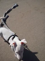 processed/84817176-75b6-44cd-b52b-fee942a96088/listing/99287ece-29bc-43a1-9024-0a969ad66629/52dfc2f3-0776-43df-b109-088da7c167a7