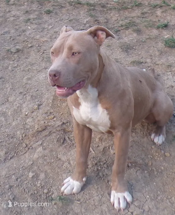 Cinnamon  – American Pit Bull Terrier puppy for sale in Aurora, CO