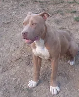 Cinnamon , a male American Pit Bull Terrier for sale in Aurora, CO – 1 of 2