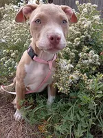 Gigi , a female American Bully and American Pit Bull Terrier for sale in Aurora, CO – 6 of 10