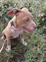 Gigi , a female American Bully for sale in Aurora, CO – 7 of 7