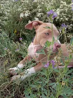 Gigi , a female American Bully and American Pit Bull Terrier for sale in Aurora, CO – 4 of 10
