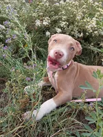 Gigi , a female American Bully and American Pit Bull Terrier for sale in Aurora, CO – 5 of 10